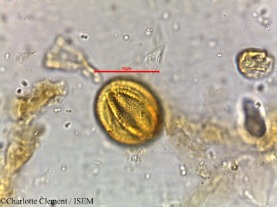 Avicennia alba - lame n° 5807