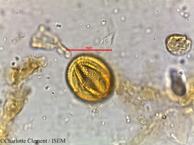 Avicennia alba - lame n° 5807