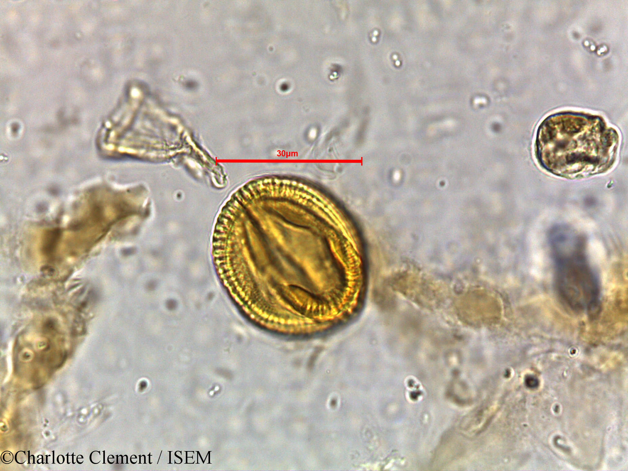 Charlotte.Clement/Avicennia_alba_5807/Avicennia_alba_5807_0004(copy).jpg