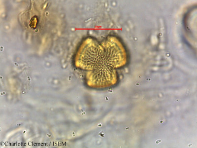 Avicennia alba - lame n° 5807