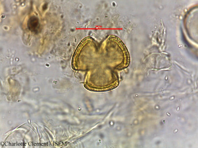 Avicennia alba - lame n° 5807