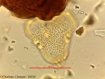 Charlotte.Clement/Bombax_malabaricum_1994/Bombax_malabaricum_1994_0001(copy)_thumb.jpg