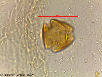 Charlotte.Clement/Cassia_auriculata_18867/Cassia_auriculata_18867_0001(copy)_thumb.jpg