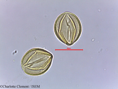 Charlotte.Clement/Cassia_obovata_25082/Cassia_obovata_25082_0001(copy)_thumb.jpg