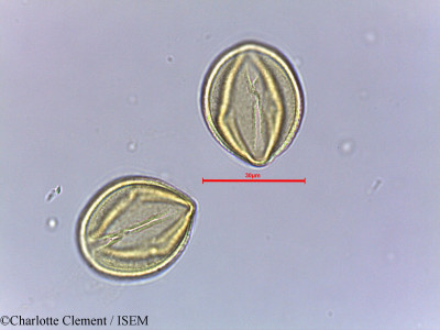 Cassia obovata - lame n° 25082