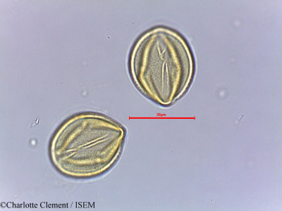 Cassia obovata - lame n° 25082