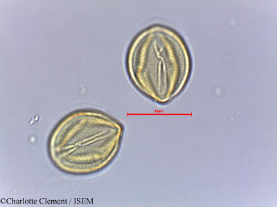Cassia obovata - lame n° 25082