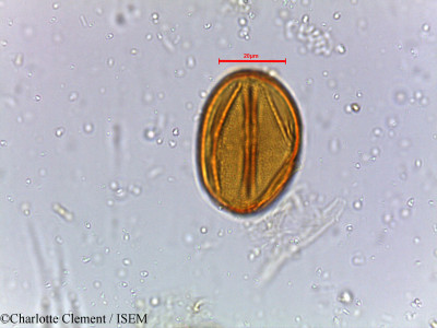 Cassia tora - lame n° 18822