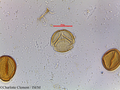 Cassia tora - lame n° 18822