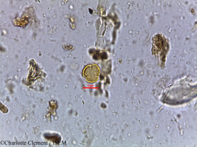 Charlotte.Clement/Ceriops_candolleana_5116/Ceriops_candolleana_5116_0001(copy)_thumb.jpg
