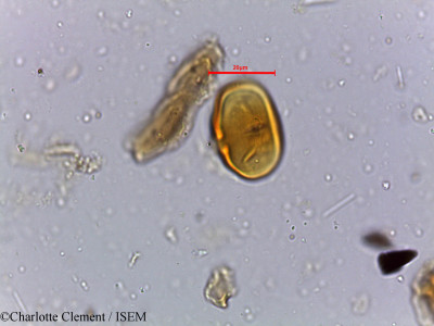 Charlotte.Clement/Chrysophyllum_roxburghii_5399/Chrysophyllum_roxburghii_5399_0001(copy)_thumb.jpg