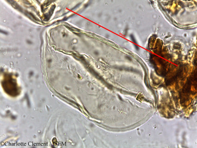 Charlotte.Clement/Cocos_flexuosa_16648/Cocos_flexuosa_16648_0001(copy)_thumb.jpg