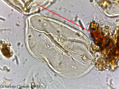 Cocos flexuosa - lame n° 16648