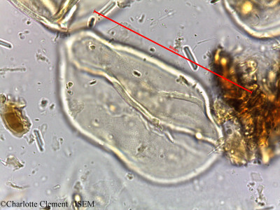 Cocos flexuosa - lame n° 16648