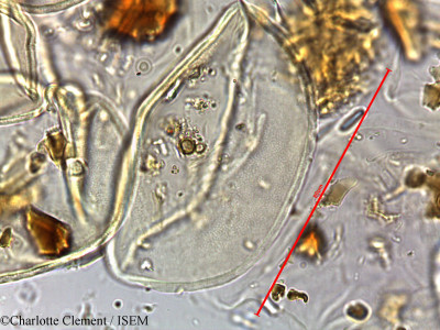 Cocos flexuosa - lame n° 16648