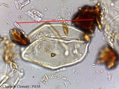 Cocos flexuosa - lame n° 16648