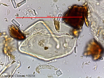 Cocos flexuosa - lame n° 16648