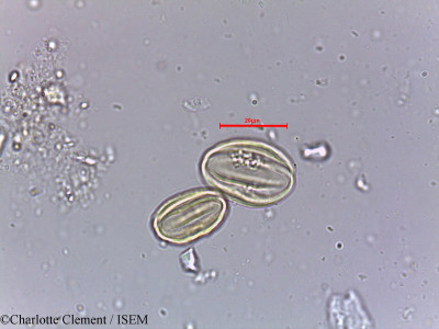 Combretum decandrum - lame n° 11157