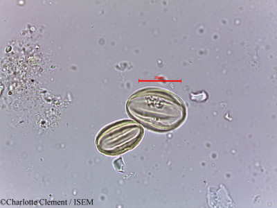 Combretum decandrum - lame n° 11157