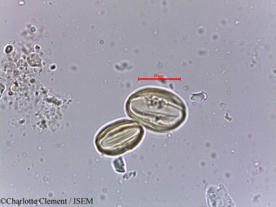 Combretum decandrum - lame n° 11157