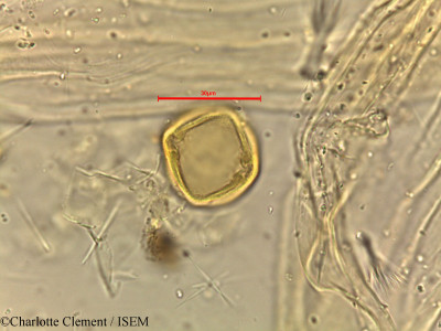 Dodonaea viscosa - lame n° 18503