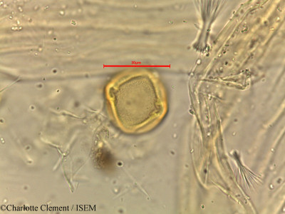 Dodonaea viscosa - lame n° 18503