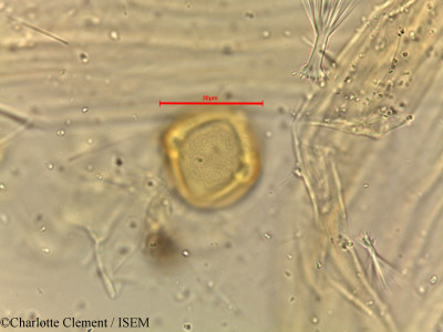 Dodonaea viscosa - lame n° 18503