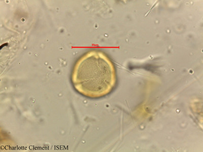 Dodonaea viscosa - lame n° 18503