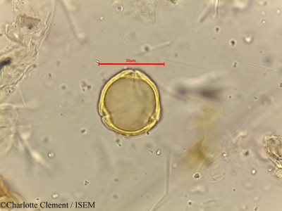 Dodonaea viscosa - lame n° 18503