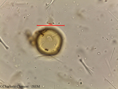 Dodonaea viscosa - lame n° 18503