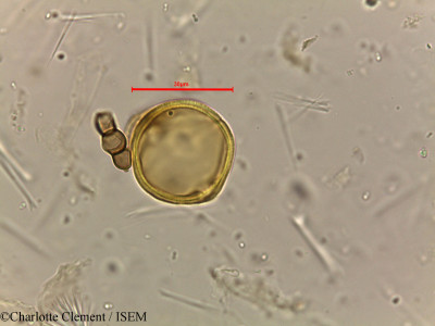 Dodonaea viscosa - lame n° 18503