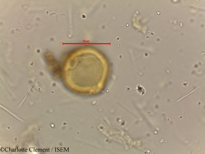 Dodonaea viscosa - lame n° 18503