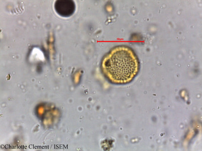 Charlotte.Clement/Glochidion_velutinum_5804/Glochidion_velutinum_5804_0001(copy)_thumb.jpg