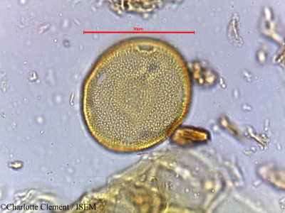 Hardwickia binata - lame n° 3995