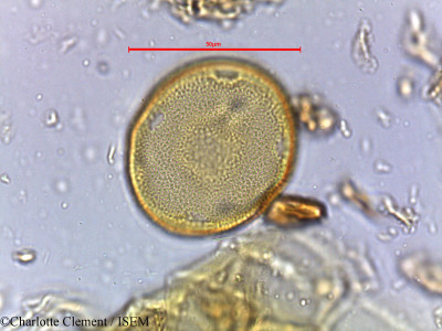 Hardwickia binata - lame n° 3995