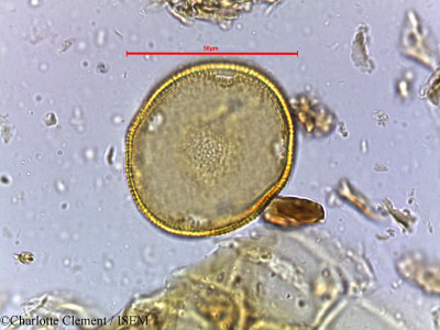 Hardwickia binata - lame n° 3995