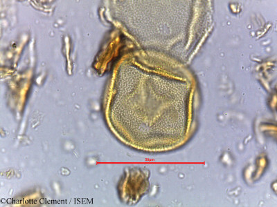 Hardwickia binata - lame n° 3995