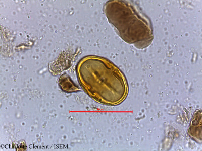 Isonandra perrottetiana - lame n° 5385