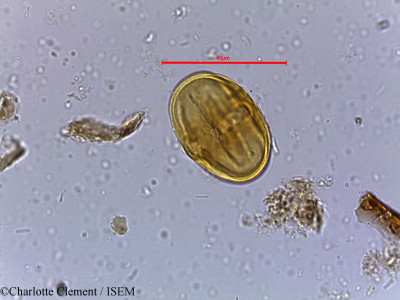 Isonandra perrottetiana - lame n° 5385