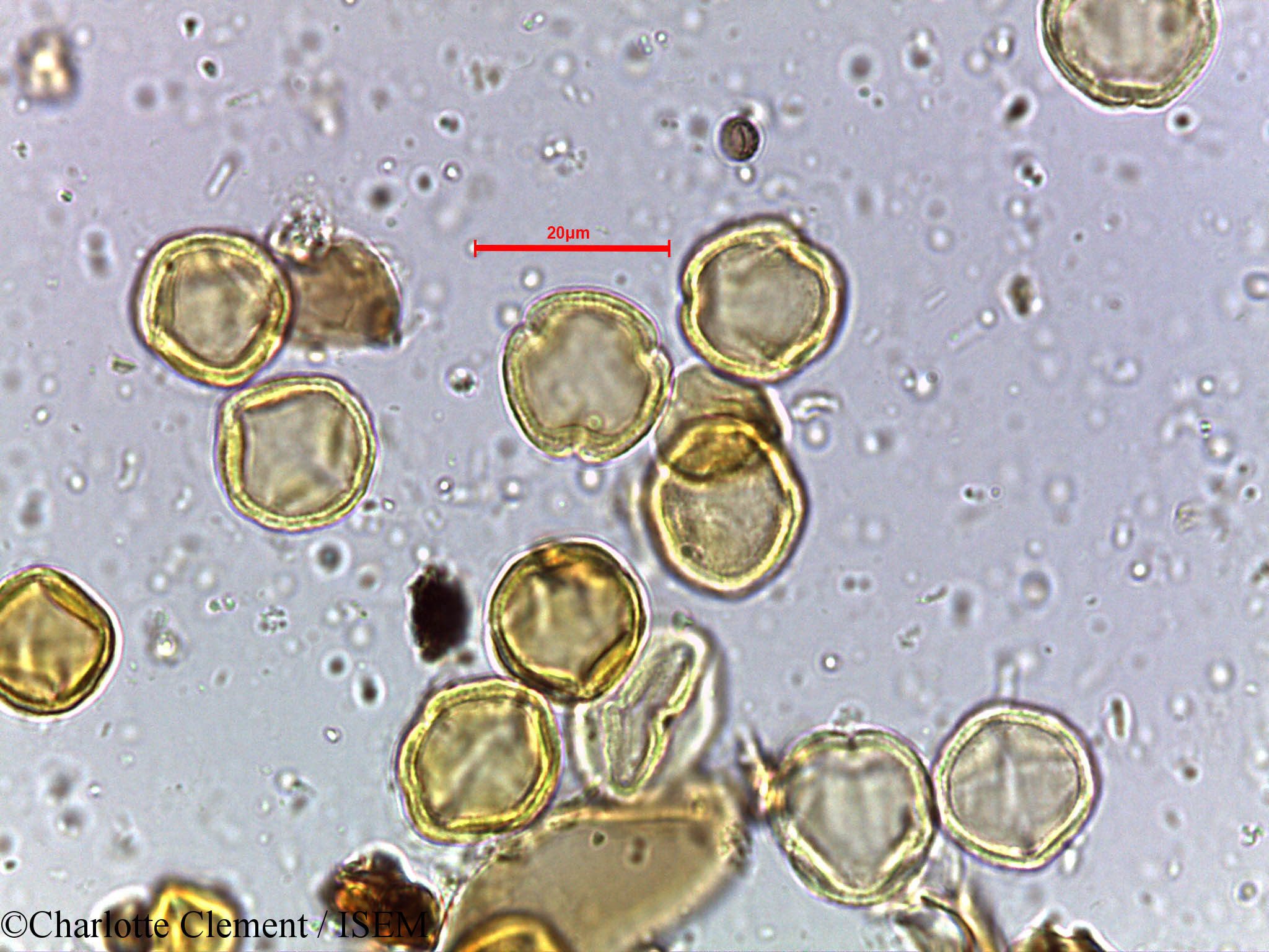 Charlotte.Clement/Macaranga_peltata_3900/Macaranga_peltata_3900_0001(copy).jpg