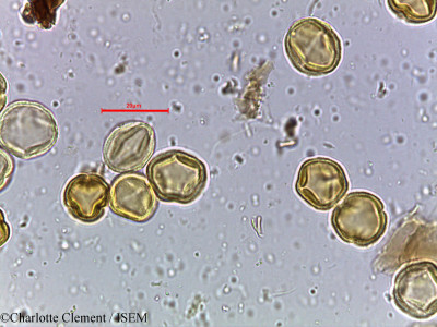 Macaranga peltata - lame n° 3900