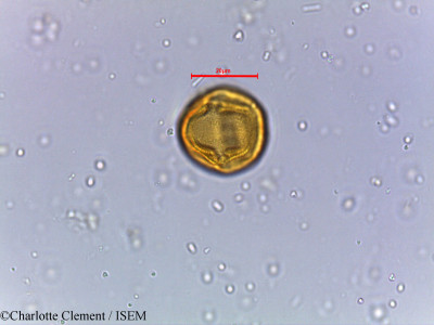 Charlotte.Clement/Mallotus_albus_5108/Mallotus_albus_5108_0001(copy)_thumb.jpg