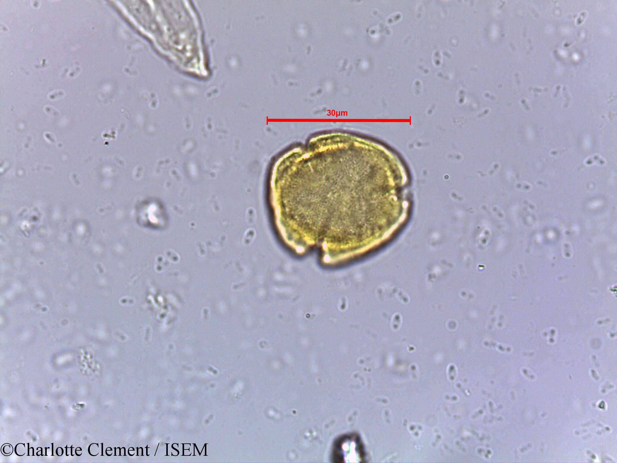 Charlotte.Clement/Mallotus_philippensis_9460/Mallotus_philippensis_9460_0001(copy).jpg