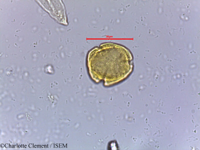 Charlotte.Clement/Mallotus_philippensis_9460/Mallotus_philippensis_9460_0001(copy)_thumb.jpg