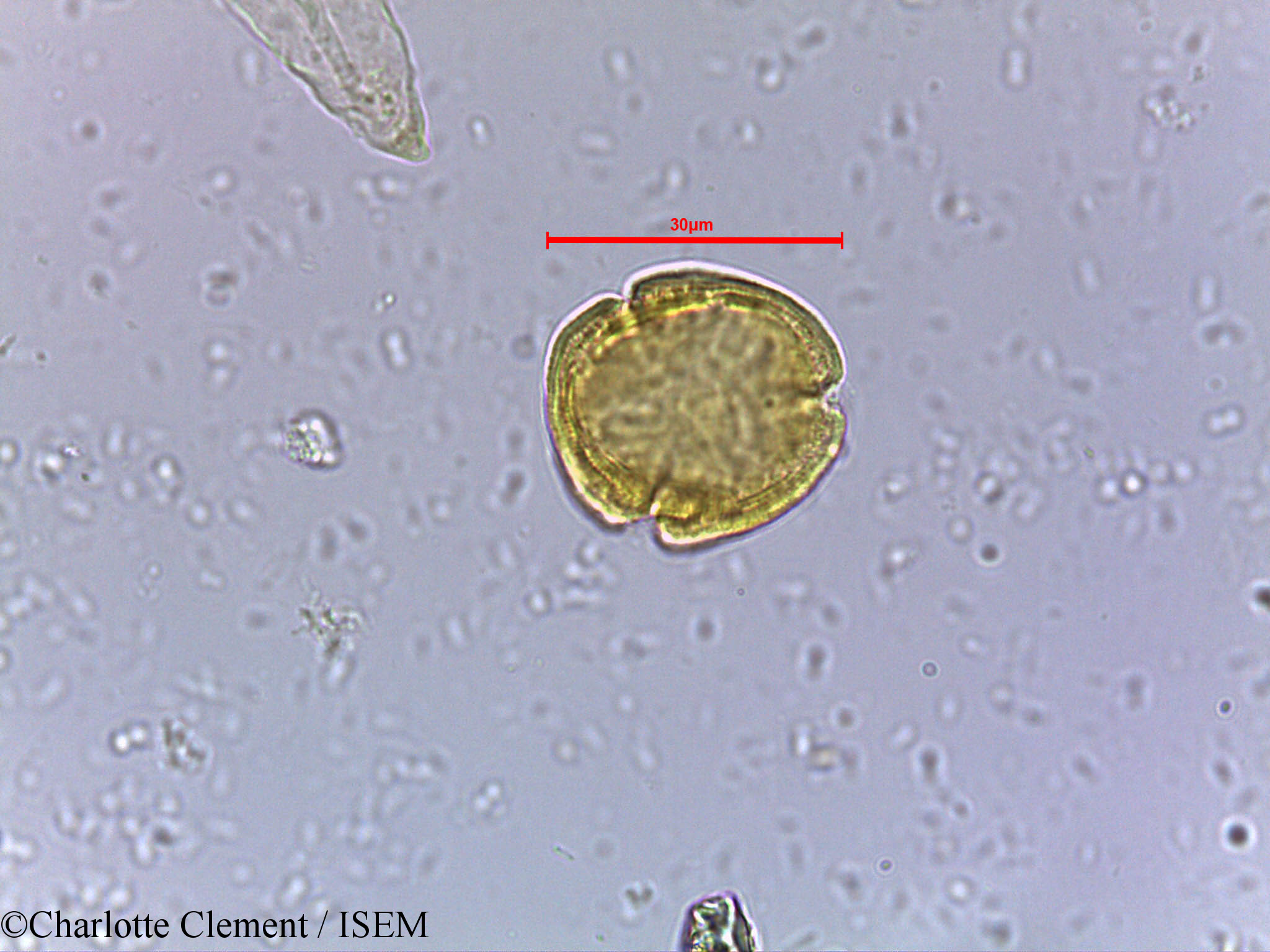 Charlotte.Clement/Mallotus_philippensis_9460/Mallotus_philippensis_9460_0002(copy).jpg