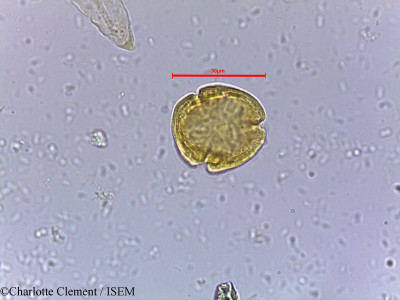 Mallotus philippensis - lame n° 9460