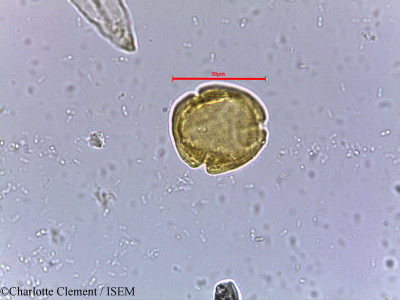 Mallotus philippensis - lame n° 9460