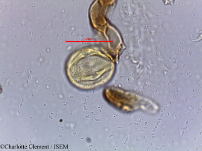 Charlotte.Clement/Mallotus_stenanthus_5719/Mallotus_stenanthus_5719_0001(copy)_thumb.jpg