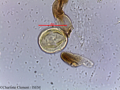 Mallotus stenanthus - lame n° 5719
