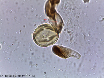 Mallotus stenanthus - lame n° 5719